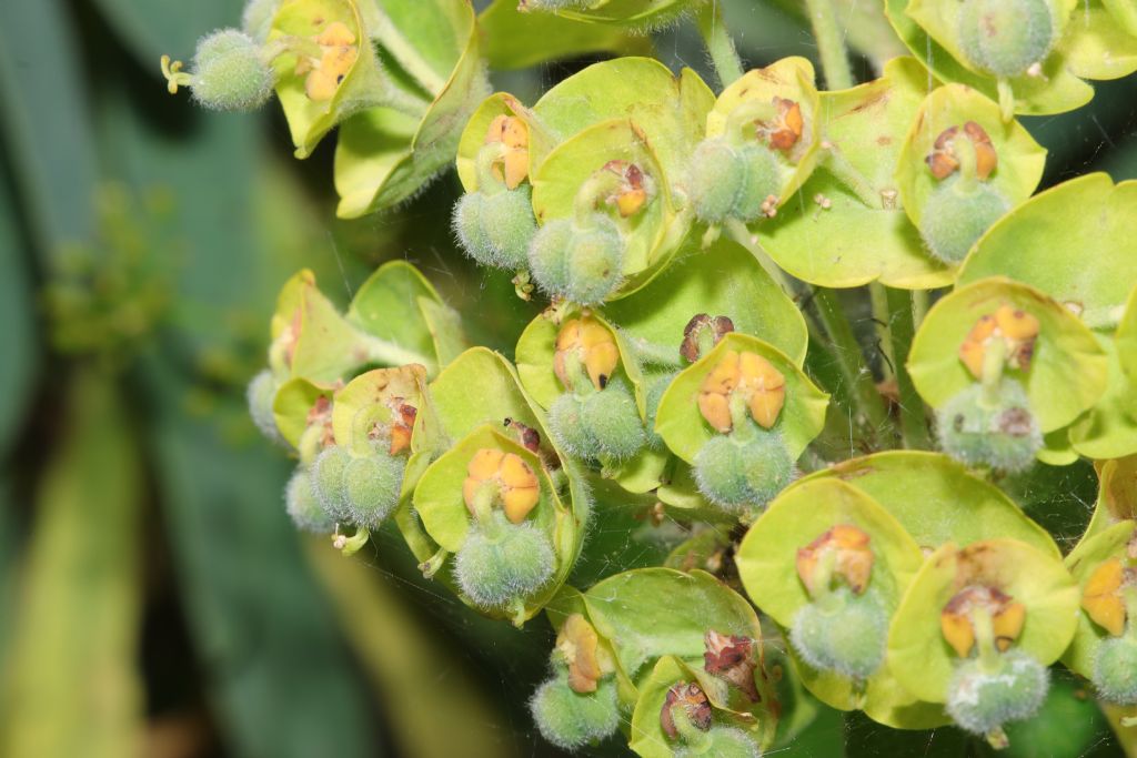 Euphorbia characias